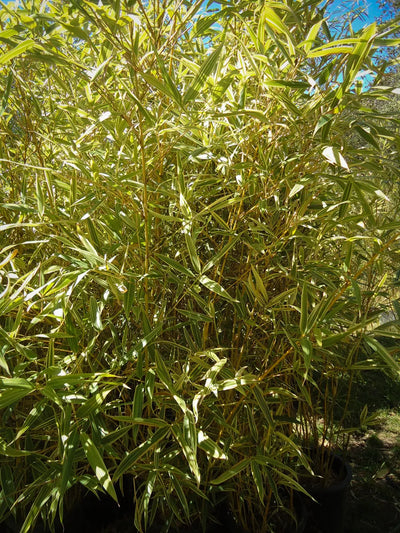 Bambou Metake Variegata