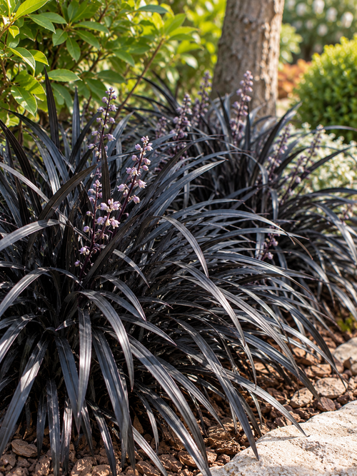 Ophiopogon noir (Ophiopogon planiscapus Nigrescens)