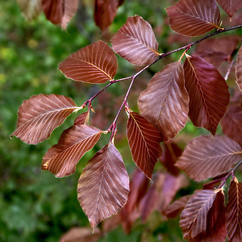 Hêtre à feuilles rouges