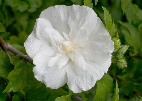 Hibiscus Blanc (Hibiscus syriacus alba)