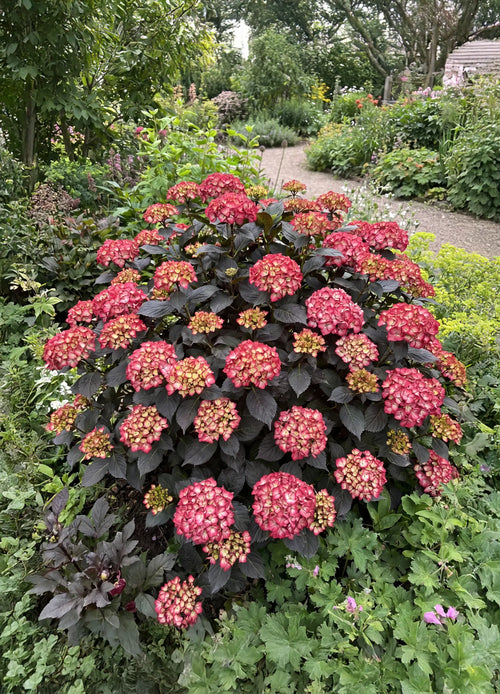 Hortensia Noir à fleurs rouges