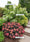 Image to render