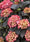 Image to render
