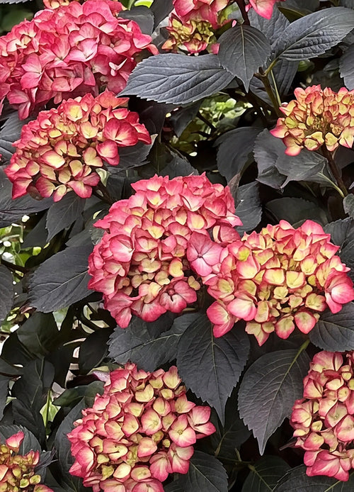 Hortensia Noir à fleurs rouges