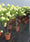 Image to render