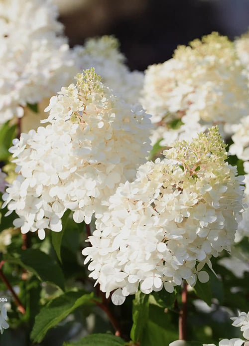 Hortensia en demi-tige (Hydrangea paniculata)