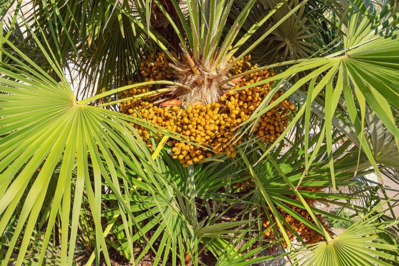 Palmier de Méditerranée (Chamaerops Humilis)