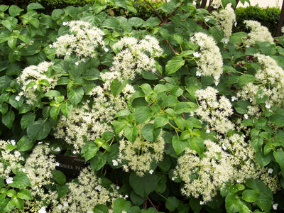 Hortensia Grimpant (Hydrangea Petiolaris)