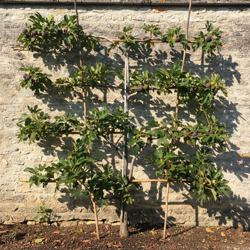 Figuier Rouge de Bordeaux en palissade