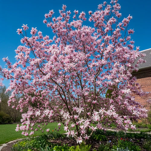 Magnolia stellata Rosea