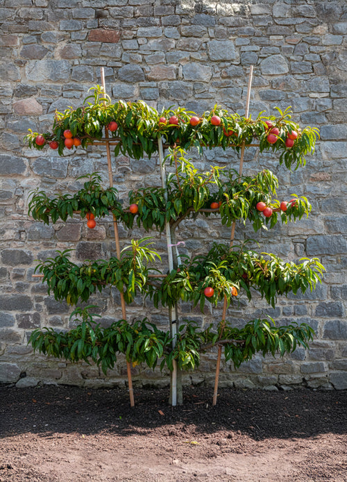 Nectarinier en Palissade