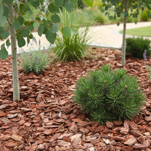 Écorces de pin maritime - 60L