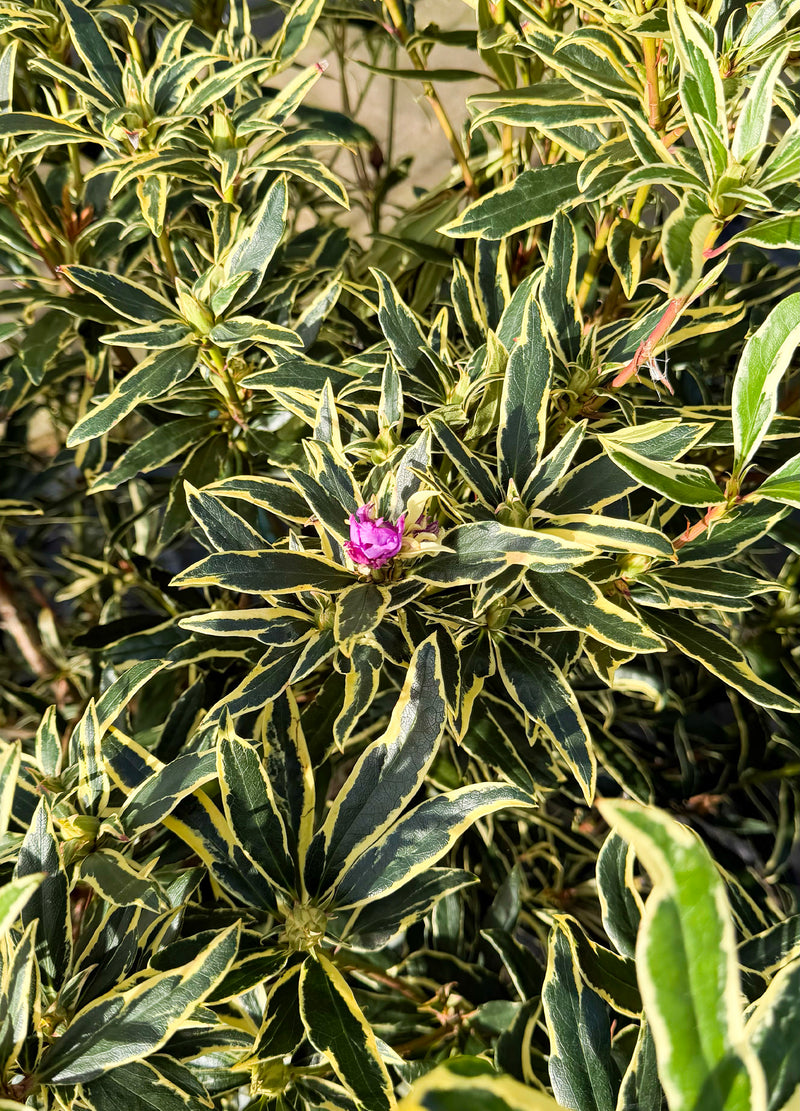 Rhododendron Panaché (Rhododendron Ponticum ‘Variegatum’)