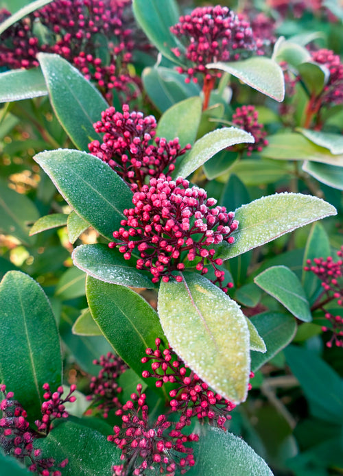 Skimmia du Japon (Skimmia Japonica Rubella)