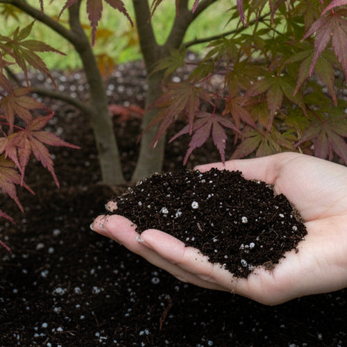 Terreau pour érable du Japon - 40L
