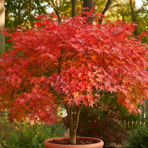 Acer Palmatum 'Redwine'