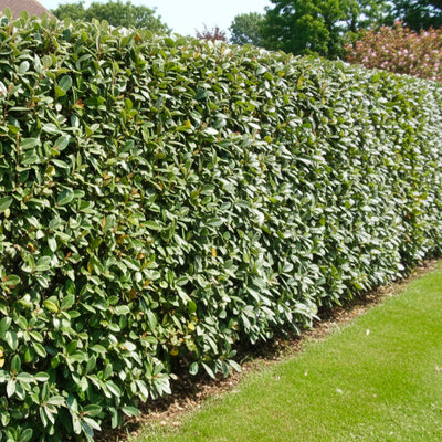 Elaeagnus Ebbingei (vert)