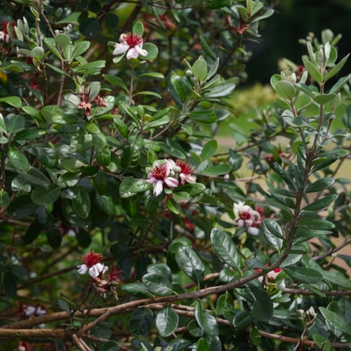 Goyavier du Brésil en touffe (Feijoa Sellowiana)