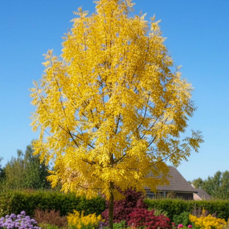 Frêne à bois jaune