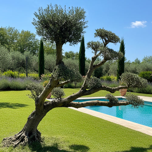 Olivier nuage centenaire couché