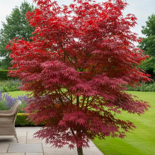 Acer Palmatum ‘Fireglow’