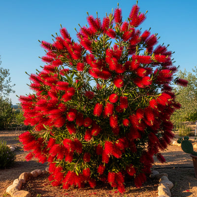 Rince-bouteille (Callistemon Laevis)