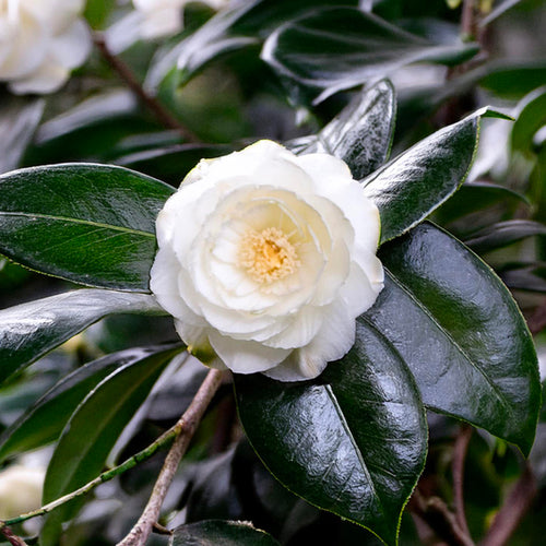 Camélia du Japon en Palissade (Camellia Japonica)