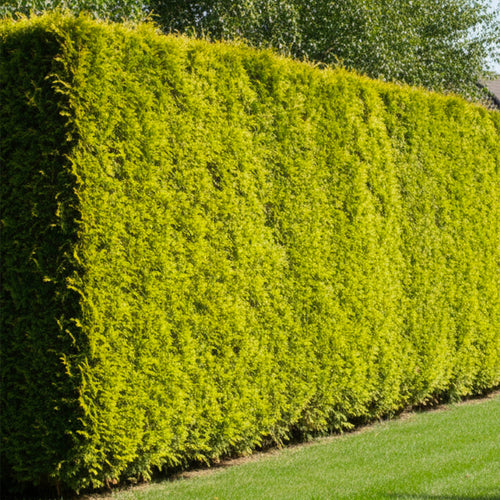 Cyprès Doré (Castlewellan Gold)