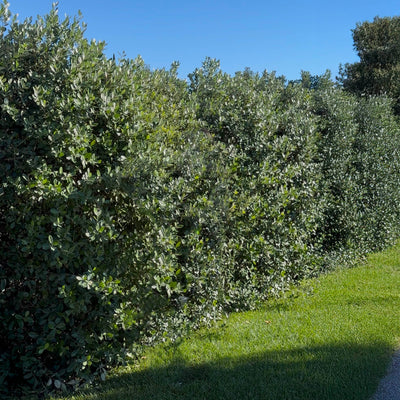 Goyavier du Brésil en touffe (Feijoa Sellowiana)