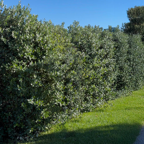 Goyavier du Brésil en touffe (Feijoa Sellowiana)