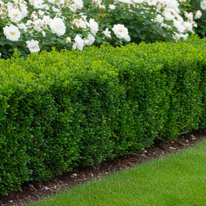 Houx Crénelé en touffe (Ilex Crenata)