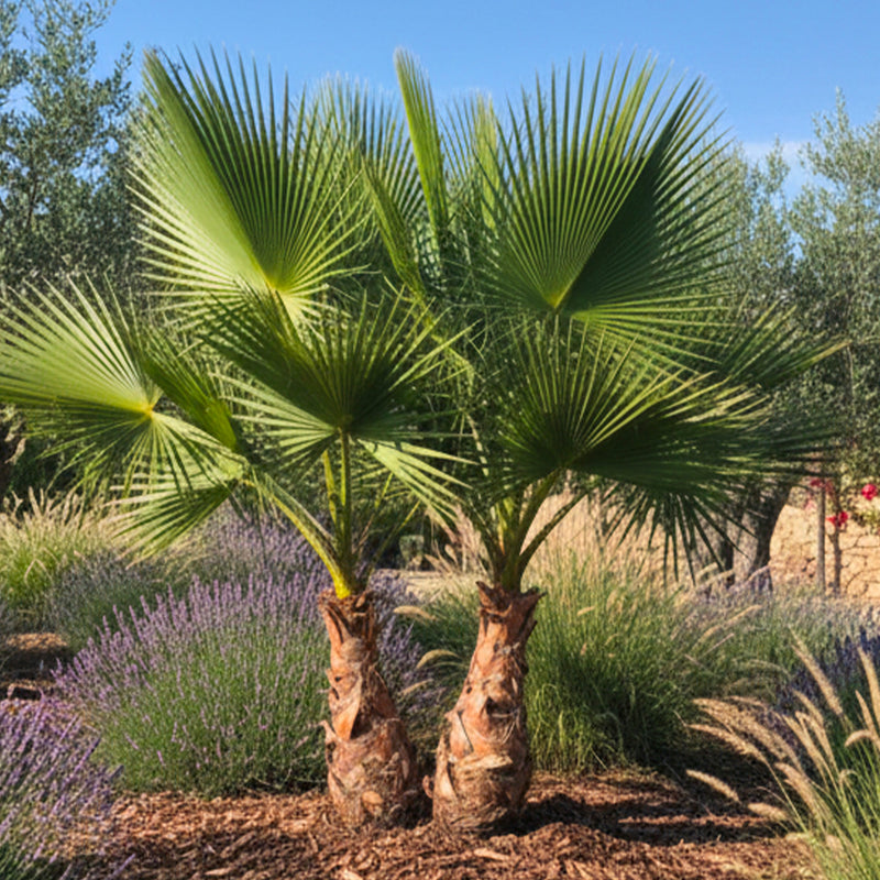 Palmier du Mexique à multi-troncs
