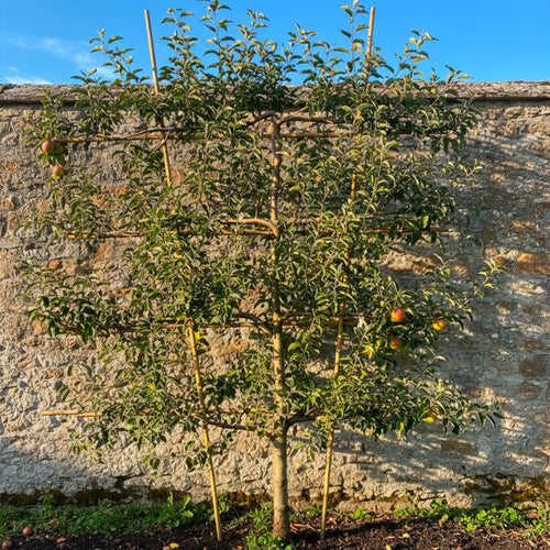 Palissade Pommier 'Jonagold'