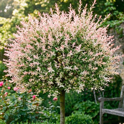 Saule Crevette (Salix Integra Hakuro Nishiki)