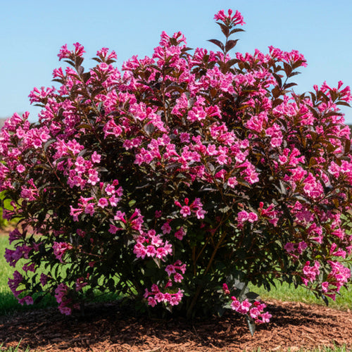 Weigela à feuilles rouges (Weigela x florida Alexandra)