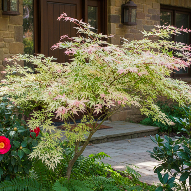 Acer Palmatum Butterfly