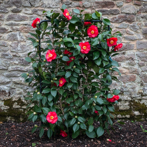 Camélia du Japon en Palissade (Camellia Japonica)
