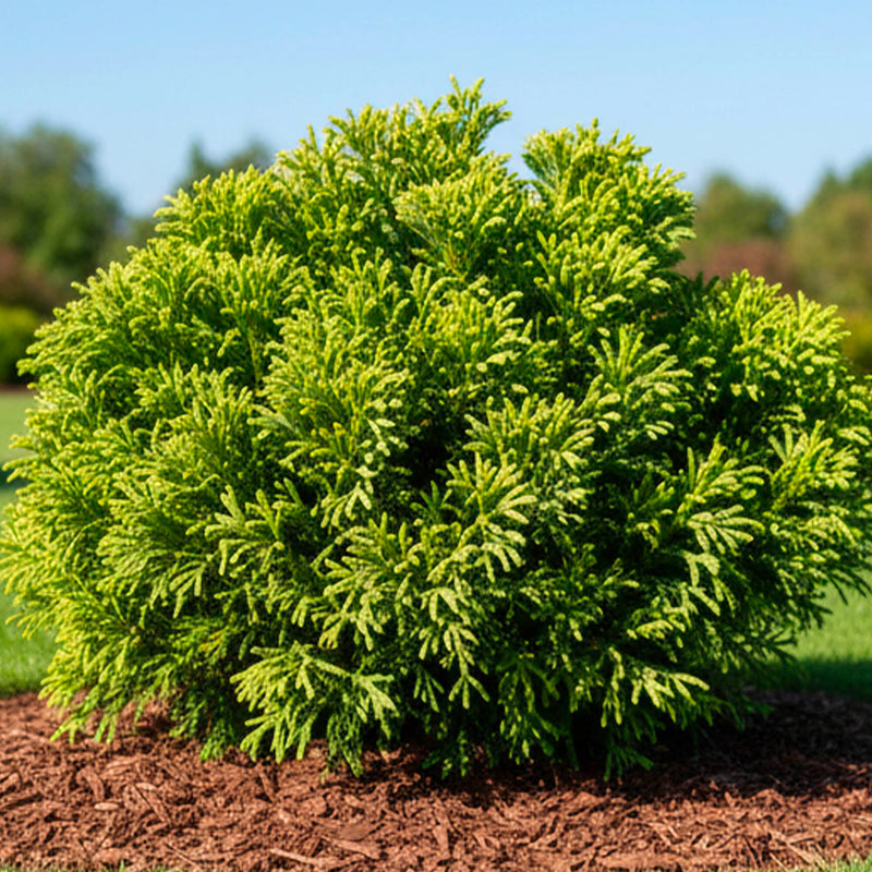 Cèdre du Japon en touffe
