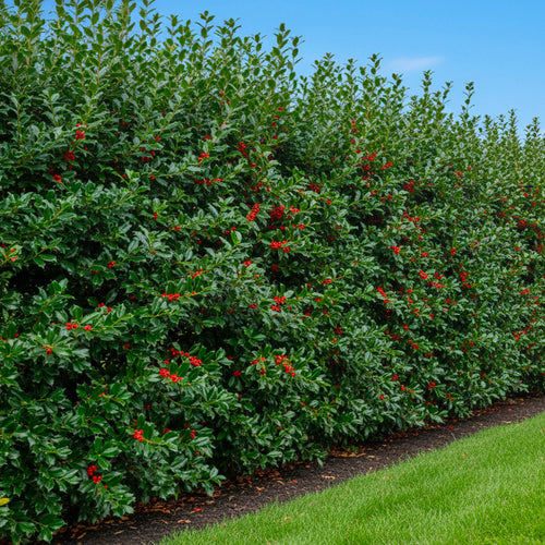 Houx d'ornement en touffe (Ilex Nellie R. Stevens)
