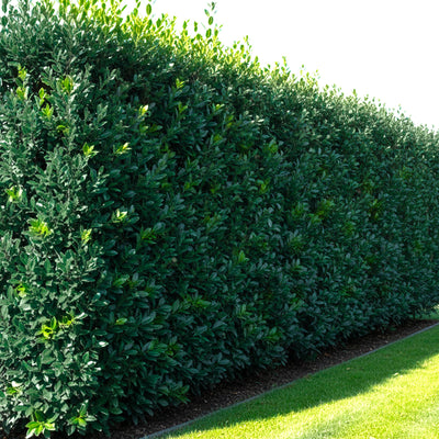 Laurier Sauce (Laurus nobilis)