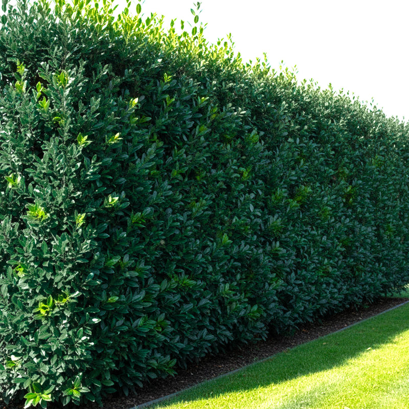 Laurier Sauce (Laurus nobilis)