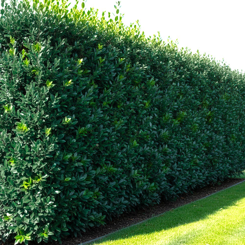 Laurier Sauce (Laurus nobilis)