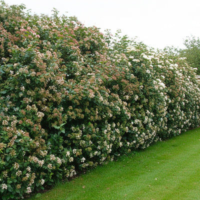 Laurier-tin (Viburnum tinus)