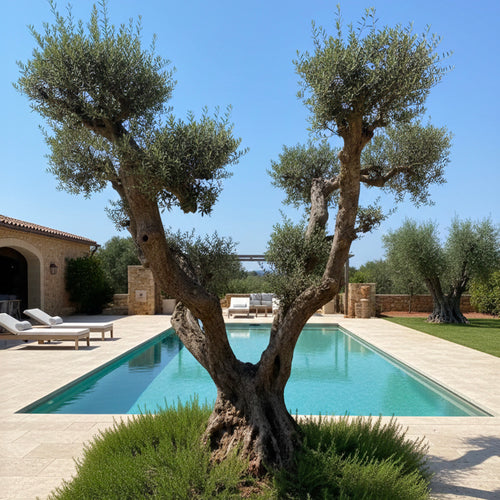 Olivier nuage centenaire multi-troncs