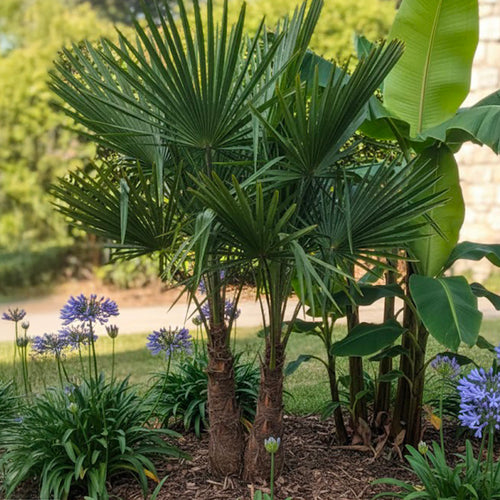 Palmier de Chine multitroncs
