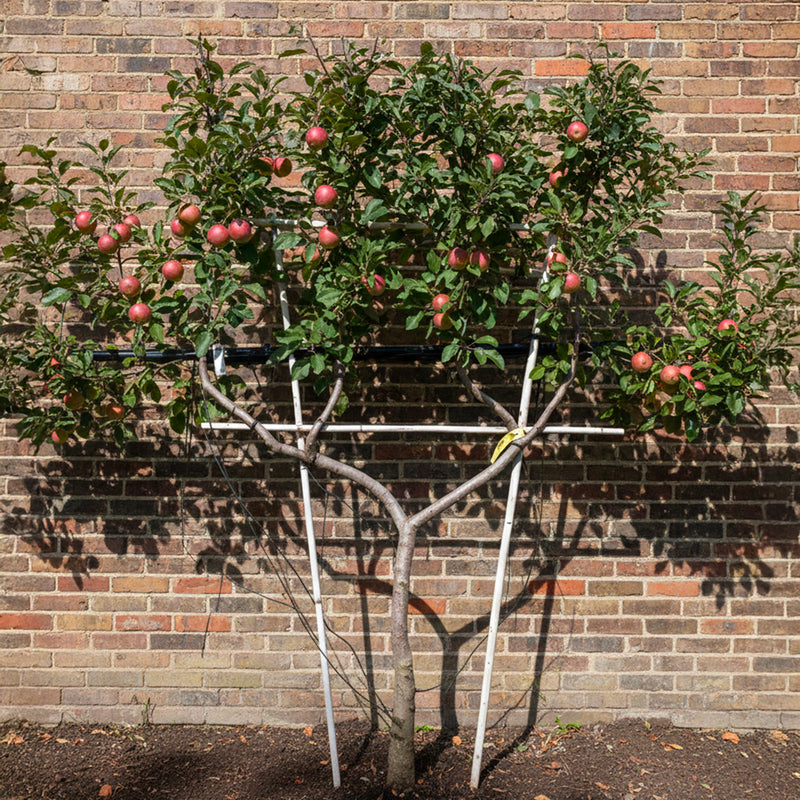 Palissade Pommier 'Gala'