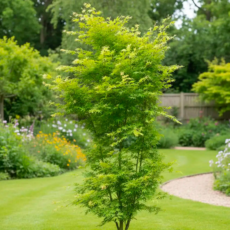 Acer Palmatum Going Green