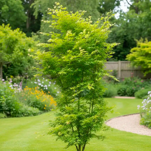 Acer Palmatum Going Green