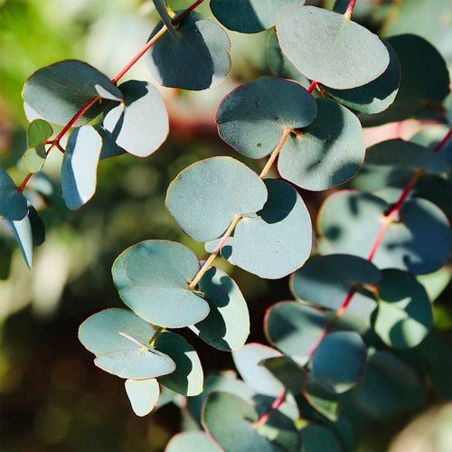 Eucalyptus à feuilles rondes (Eucalyptus Gunnii)