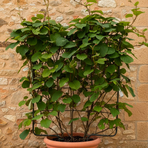 Kiwitier en palissade